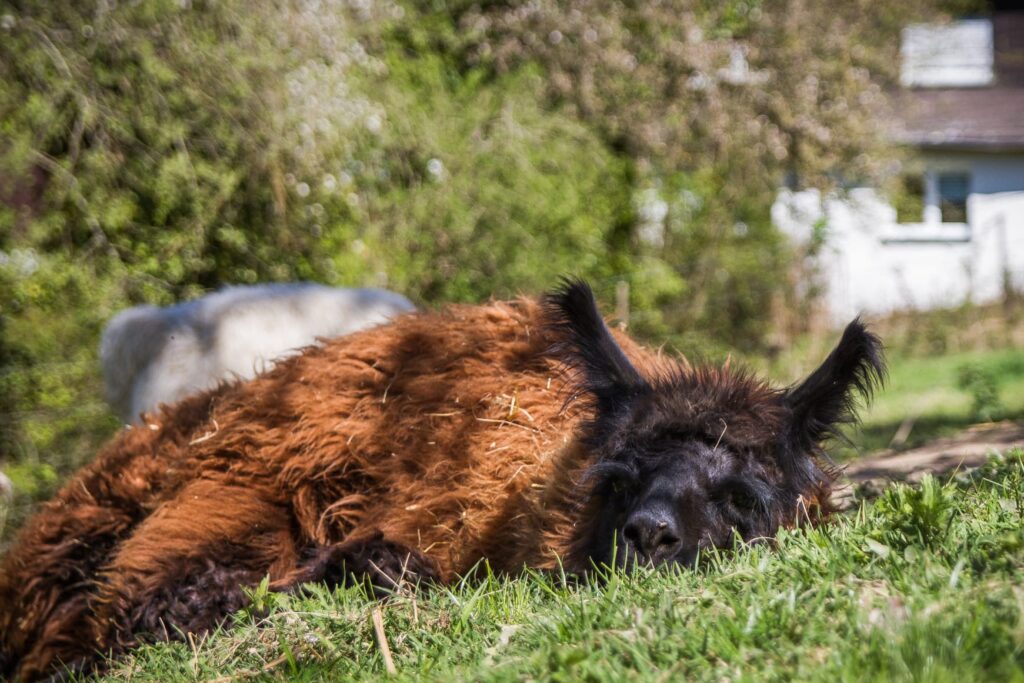 Braunes Lama liegt ruhig im Gras auf der Weide von GlücksLama.