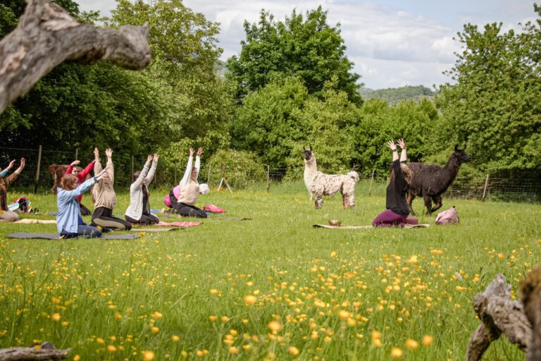 Mehrere Personen machen Yoga auf einer Wiese mit frei laufenden Lamas.
