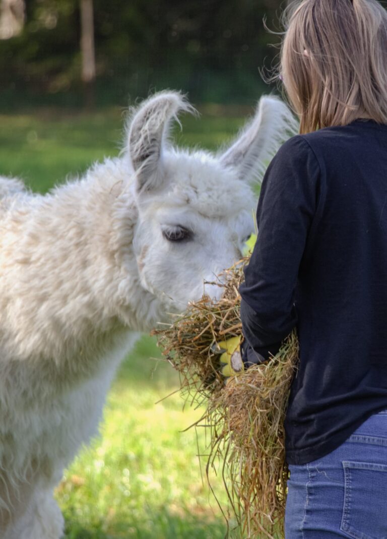 Kind füttert ein weißes Lama mit frischem Heu auf der Wiese in Brey.