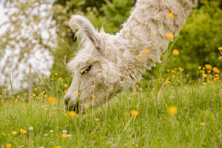 Weißes Lama schnuppert an gelben Blumen auf der Wiese.