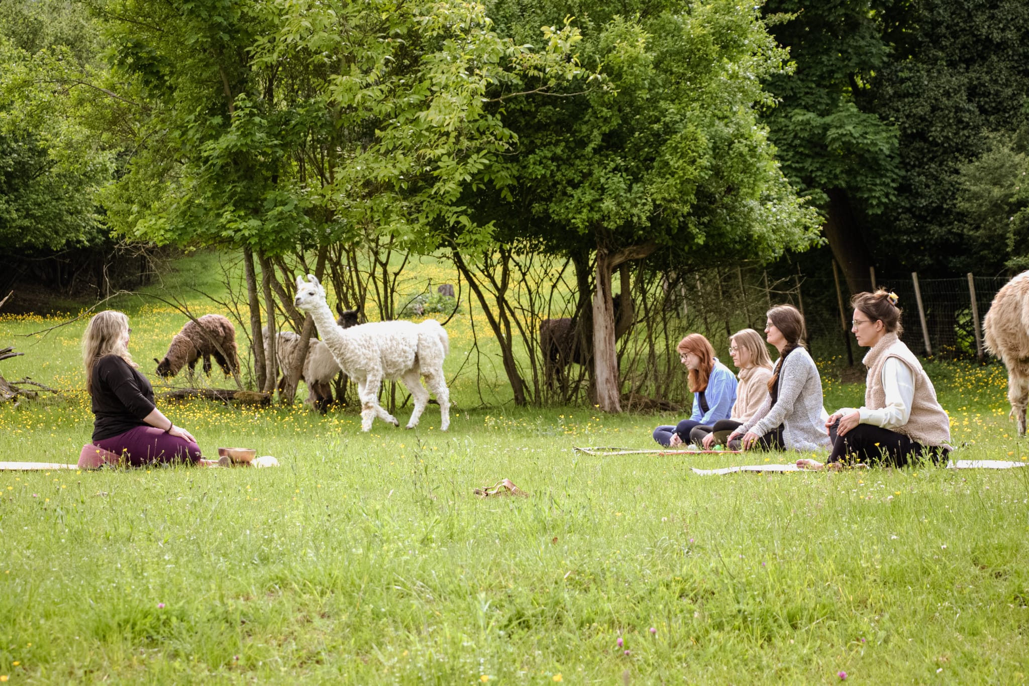 Yogagruppe sitzt meditierend auf einer Wiese, Lamas bewegen sich frei im Hintergrund.
