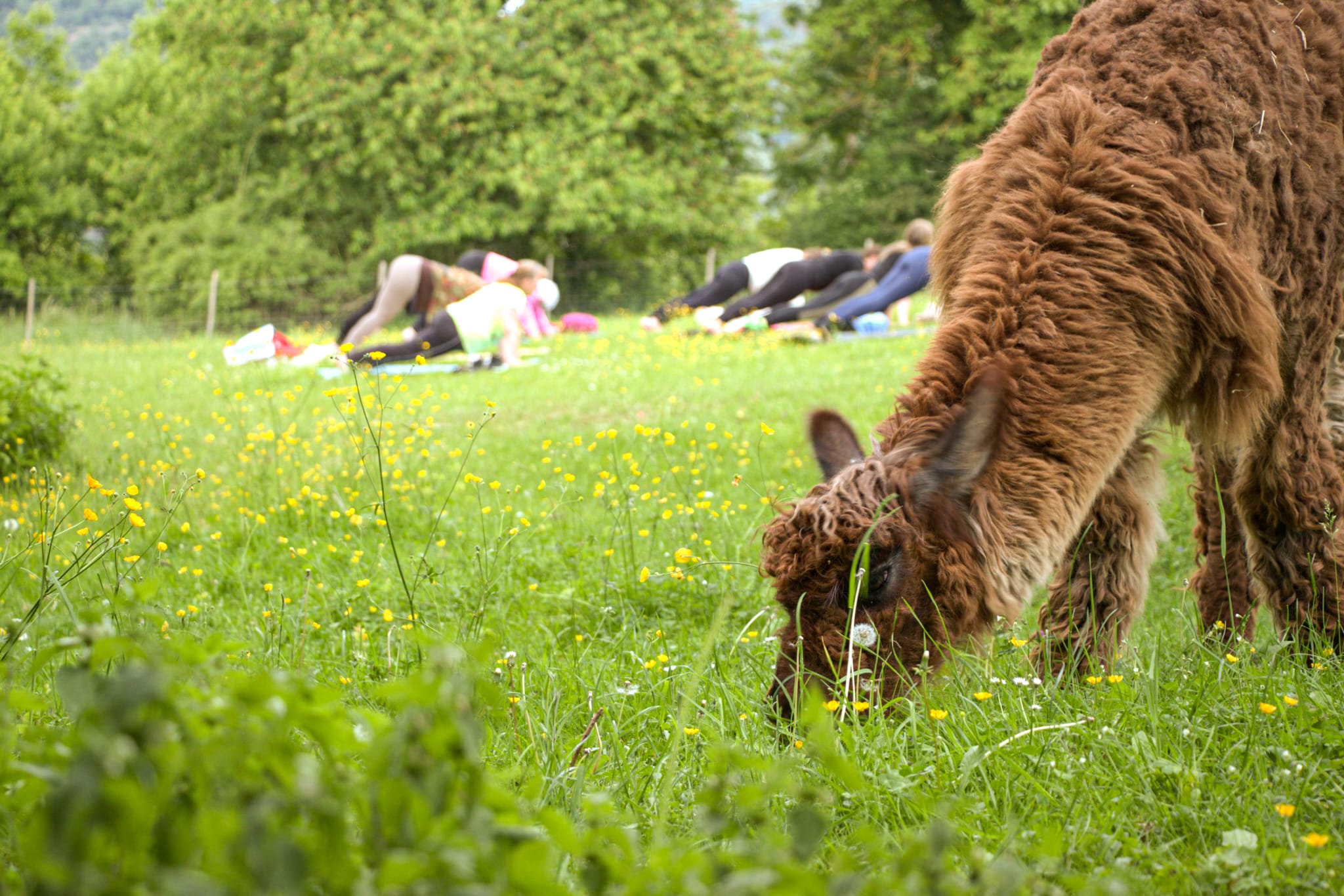 Lama frisst Gras im Vordergrund, im Hintergrund machen Teilnehmer Yoga auf der Wiese.
