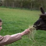 Helfen Mit Herz.Kind füttert Lama