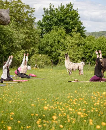 Mehrere Personen machen Yoga auf einer Wiese mit frei laufenden Lamas.