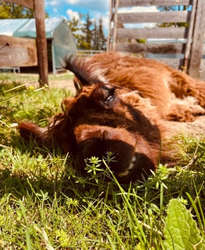 IMG-20240623-WA0015-768x1024