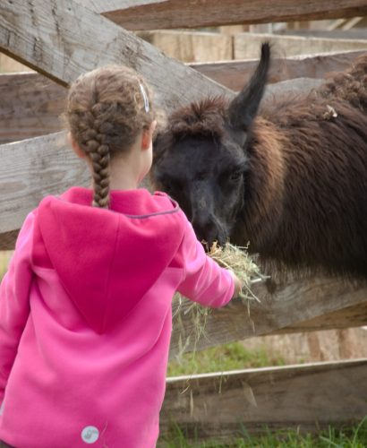 Mädchen füttert ein braunes Lama durch einen Holzzaun auf der Weide.