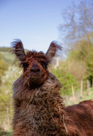 Nahaufnahme eines braunen Lamas mit zotteligem Fell auf der Weide.