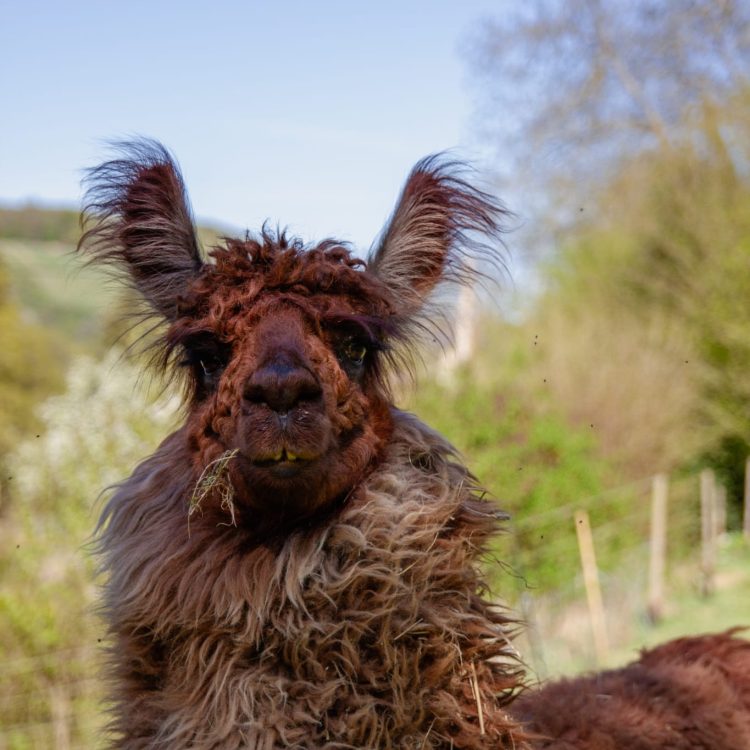 Nahaufnahme eines braunen Lamas mit zotteligem Fell auf der Weide.