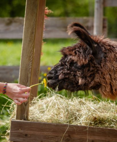 Lamapatenschaft-1024x683