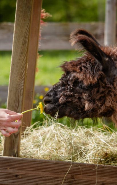 Lamapatenschaft-1024x683