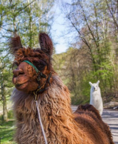 Lamawanderung-Guenther--768x512