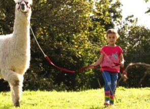 Tiergestuetze-Paedagogik