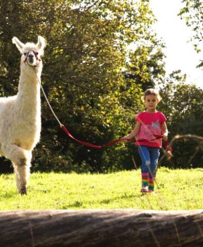 Tiergestuetze-Paedagogik