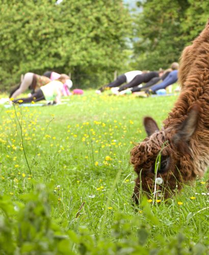 Lama frisst Gras im Vordergrund, im Hintergrund machen Teilnehmer Yoga auf der Wiese.